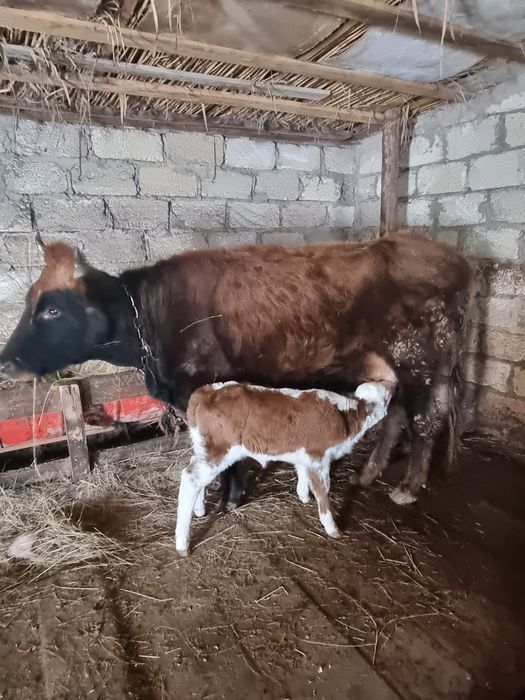 Сиыр бұзауымен сатылады