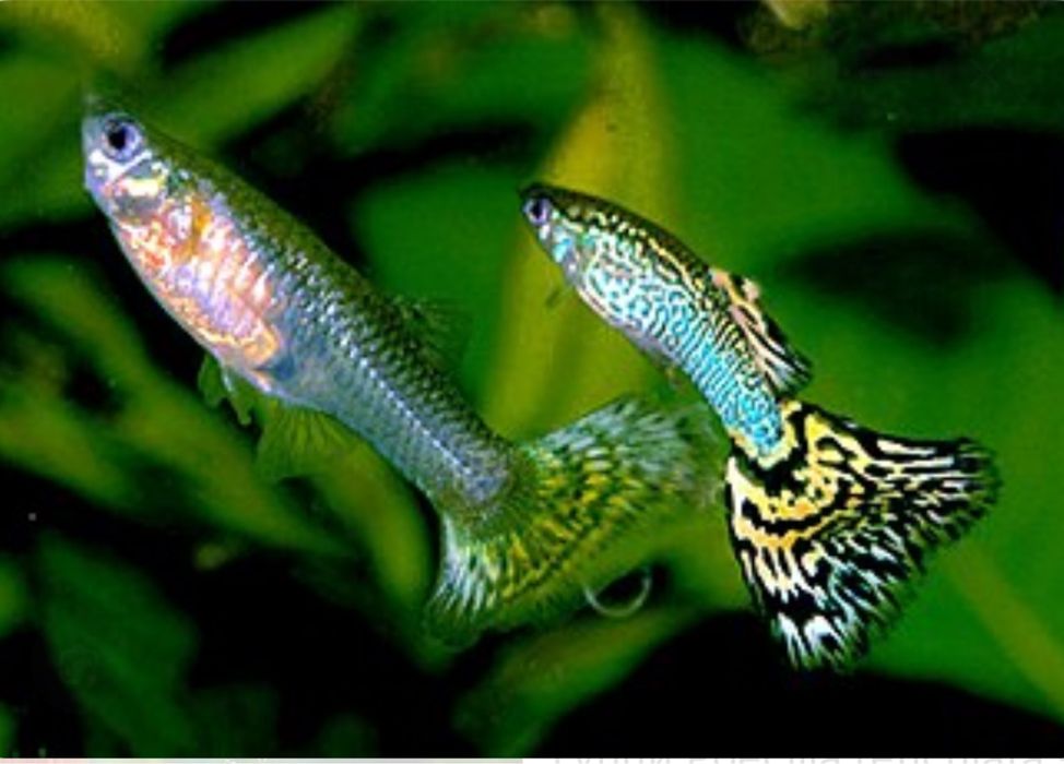 Продам рыбки живородки.