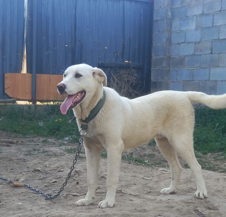 Собака породы лабрадор