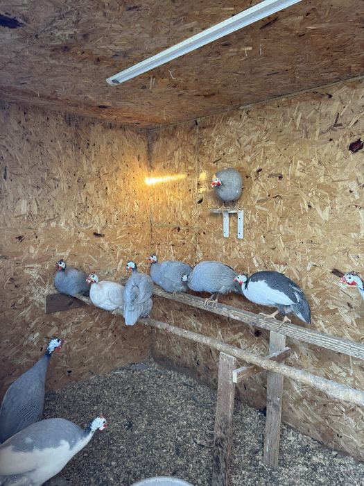 Продам цесарок 8-месячных.