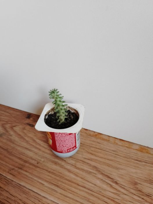 Кактус маммиллярия