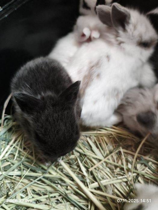 Карликовые кролики