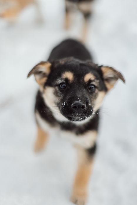 Щенки в заботливые руки