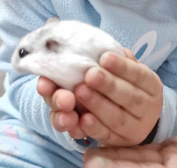 Hamster+ cusca si accesorii