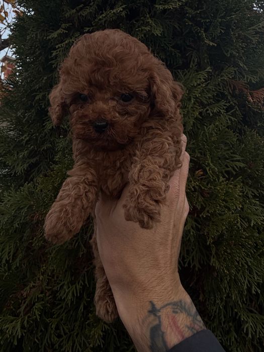 Пудел Той/Poodle Toy