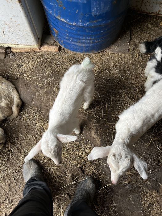 Продам Зааненский козлято