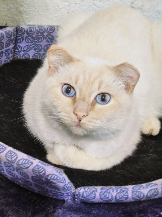 Полупородистые КоШечки