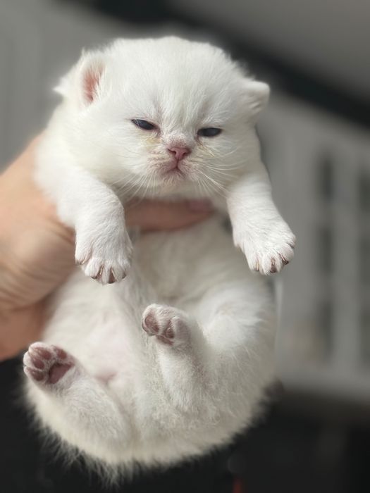 Британски коларпоинт котета