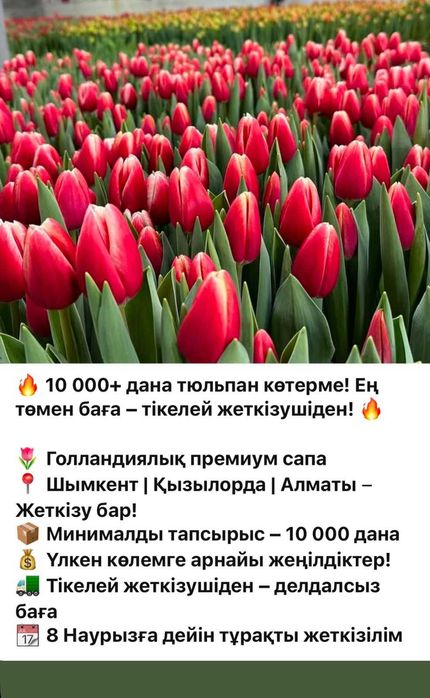 тюльпаны на 8 март корпоративы
