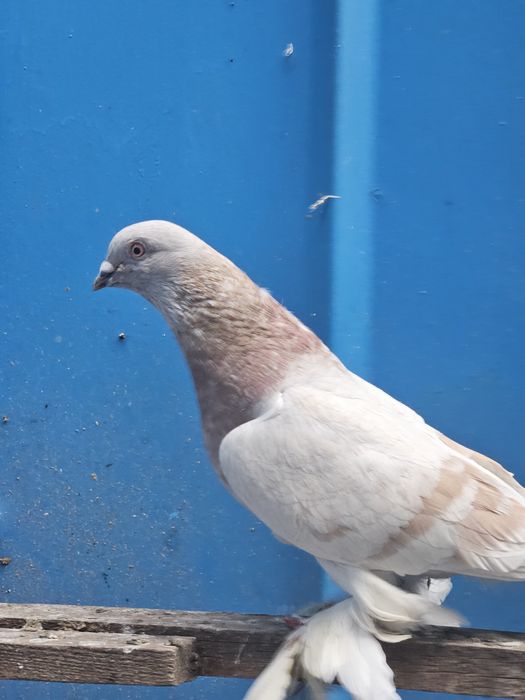 Продам срочно голубей!