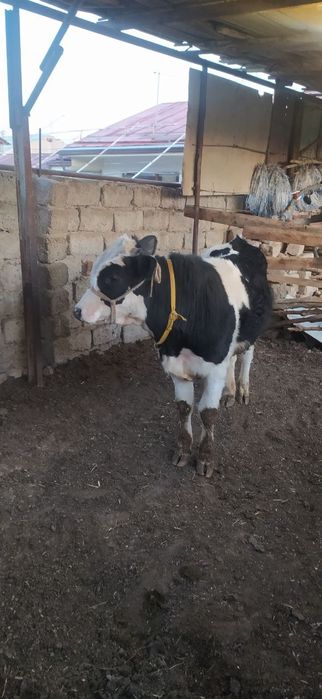 Гибрид бука сотилади