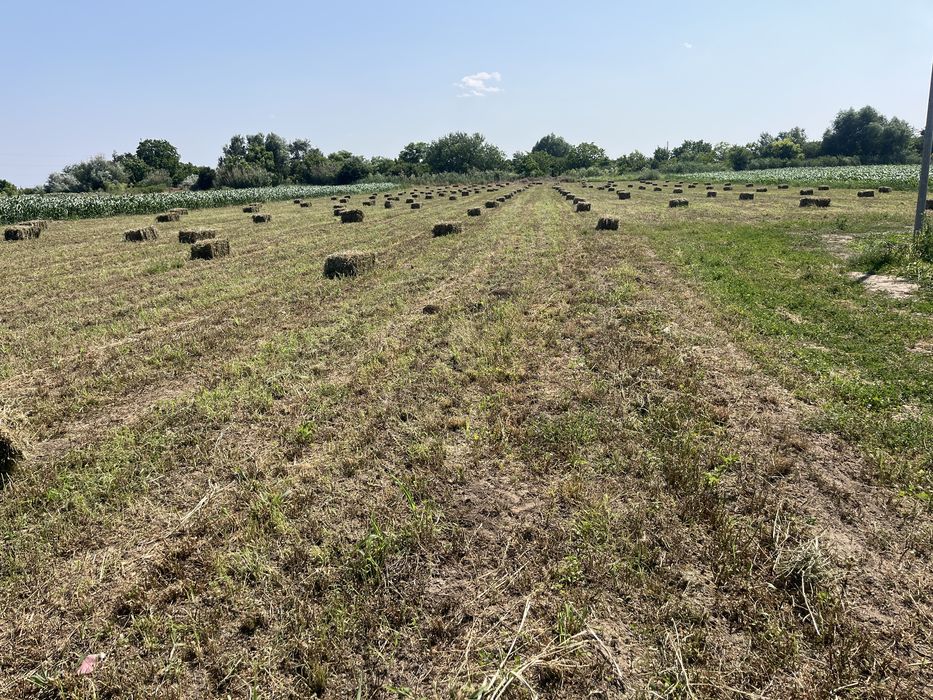 Baloti lucerna dreptunghiulari