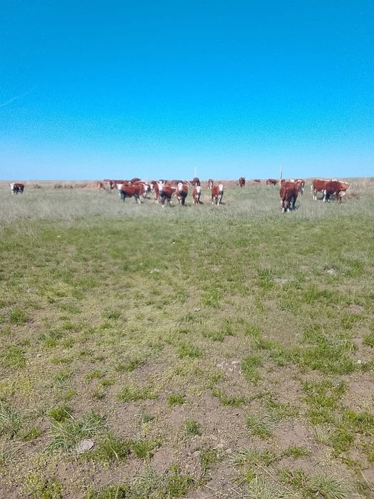 17 бас 2025 жылдын ұрғашы баспақтары сатылады.