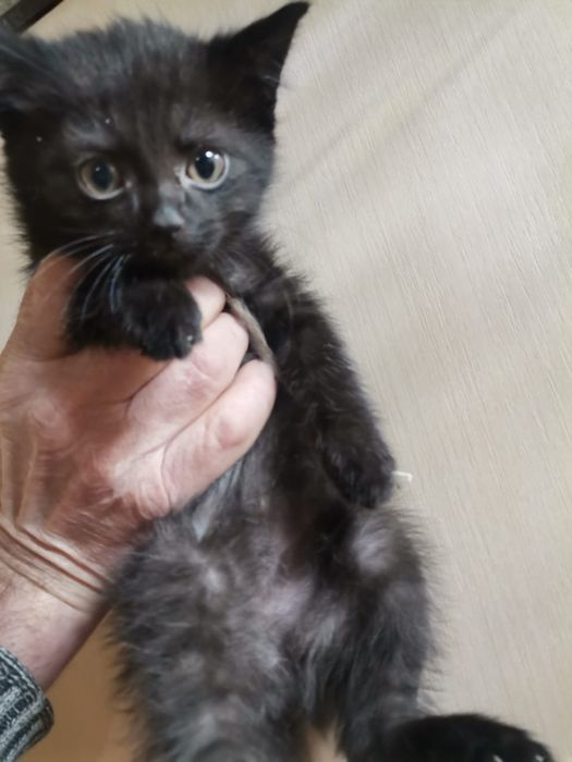 Отдам котят в добрые руки