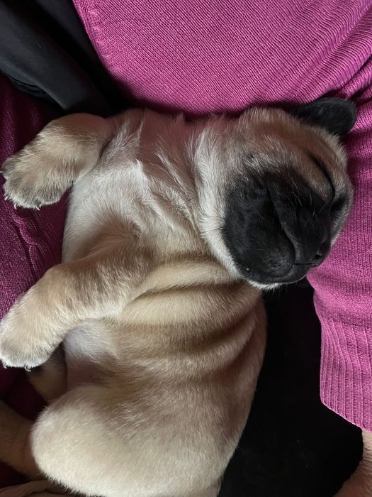 Mops/pug fetița            ...