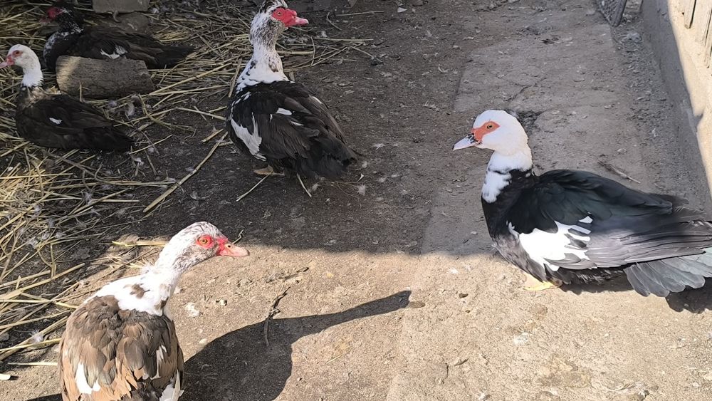 Продам Индоуток.