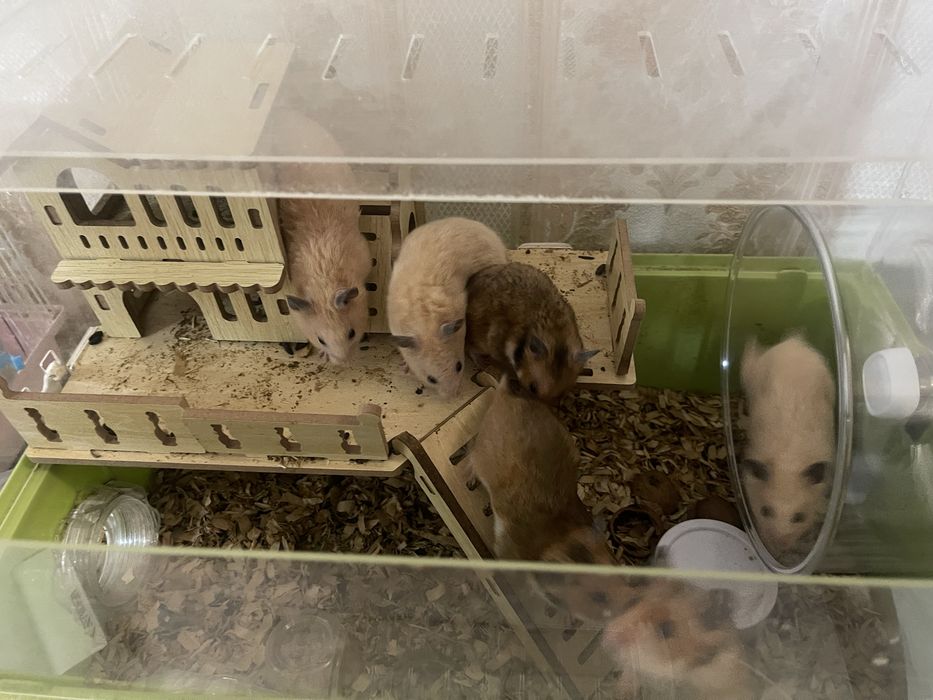 Сирийские хомяки