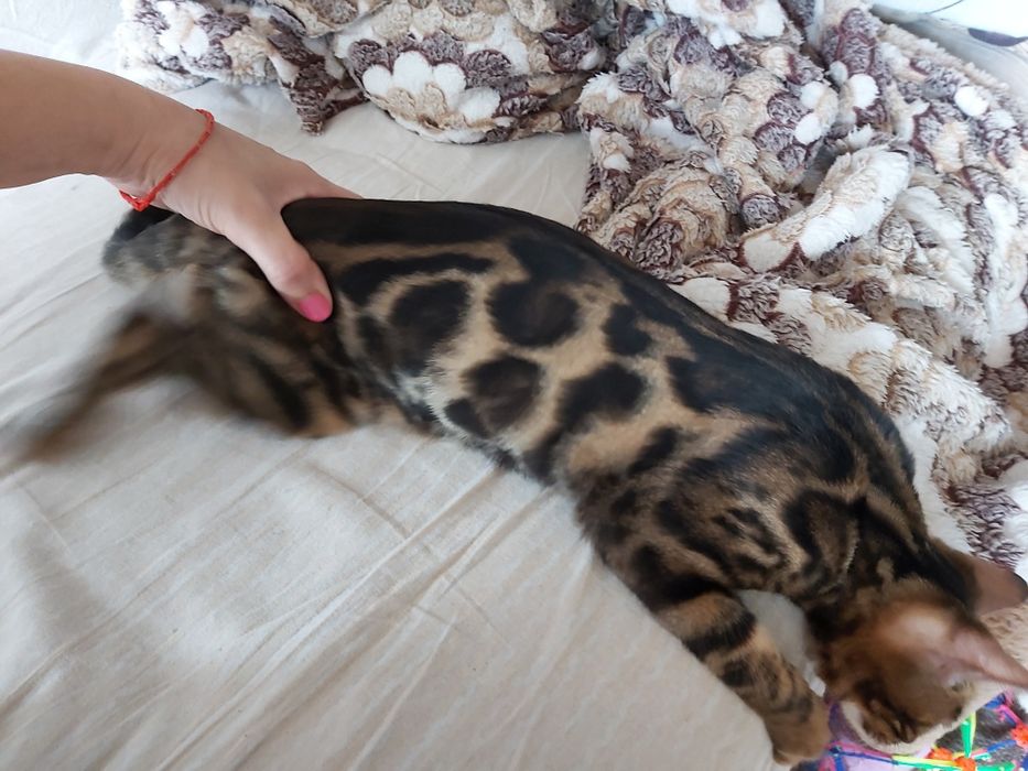 "Мини- Лео- Парды"- Бенгальские