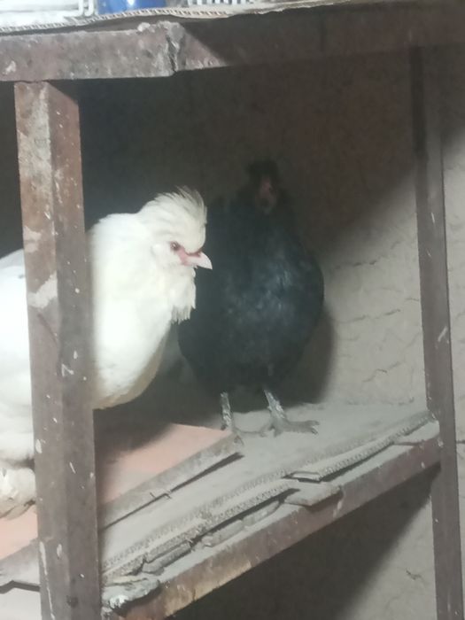 Товуклар ва хурозлар сотилди