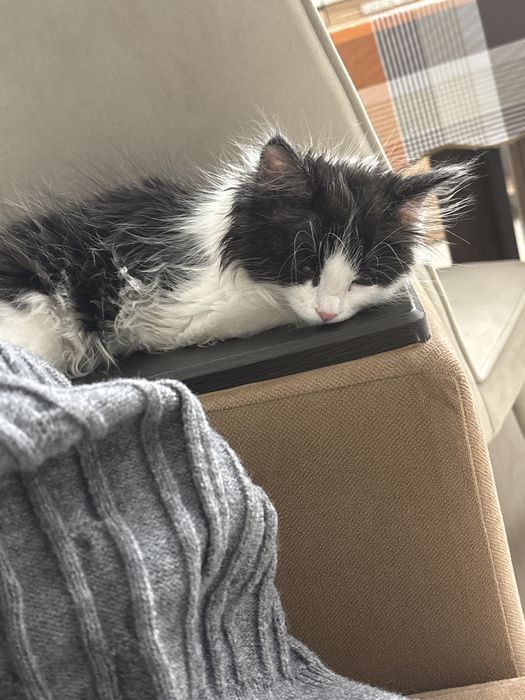 Котенок 4 месяца