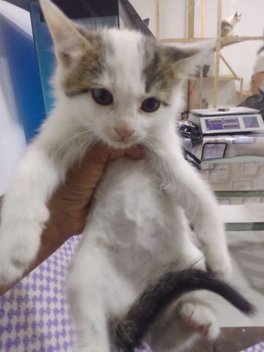 150 mingdan muwukchalar