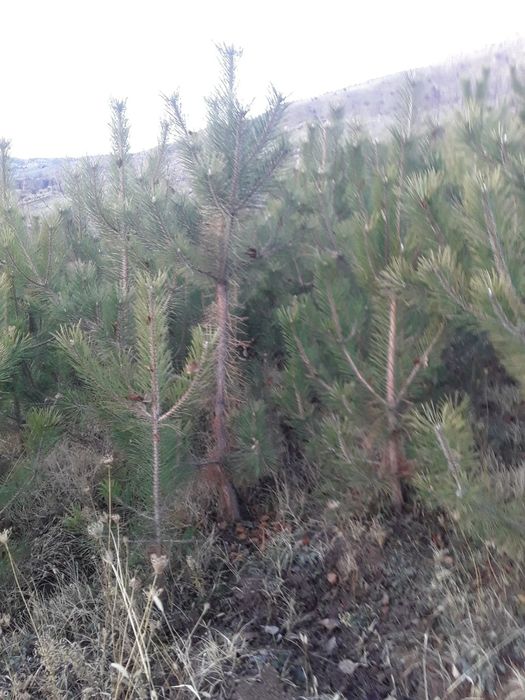 Крим арча кучатлари сотилади