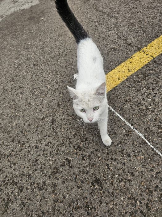 Кот мальчик ищет дом