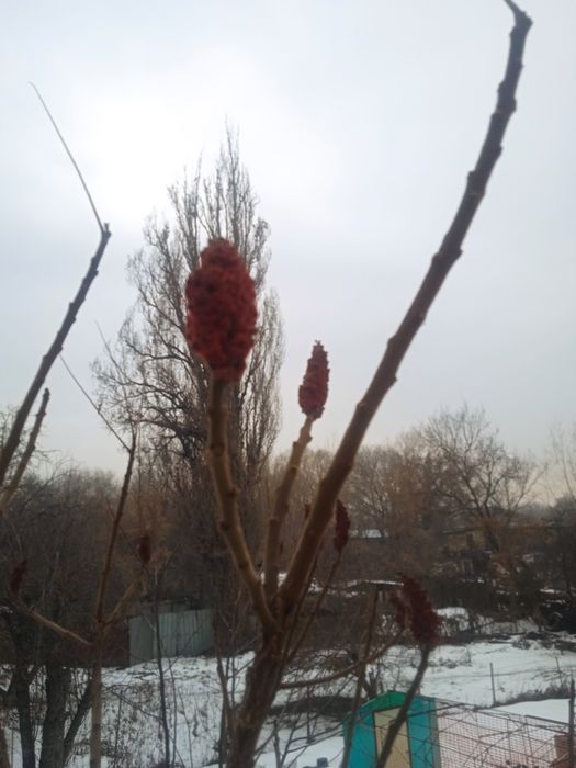 Саженцы, Сумаха.красивое дерево