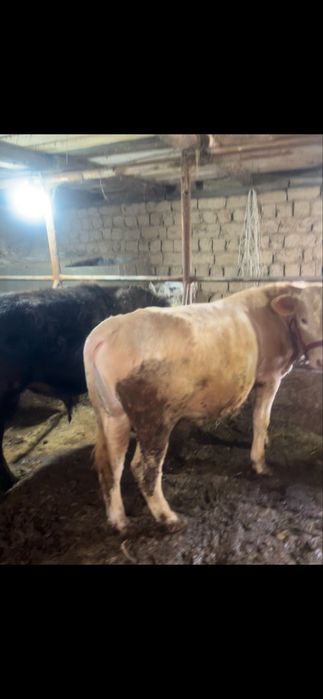 2 бука сатылады 3 ай жемде турга