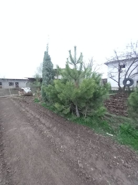 Archa sotiladi qirim sasna