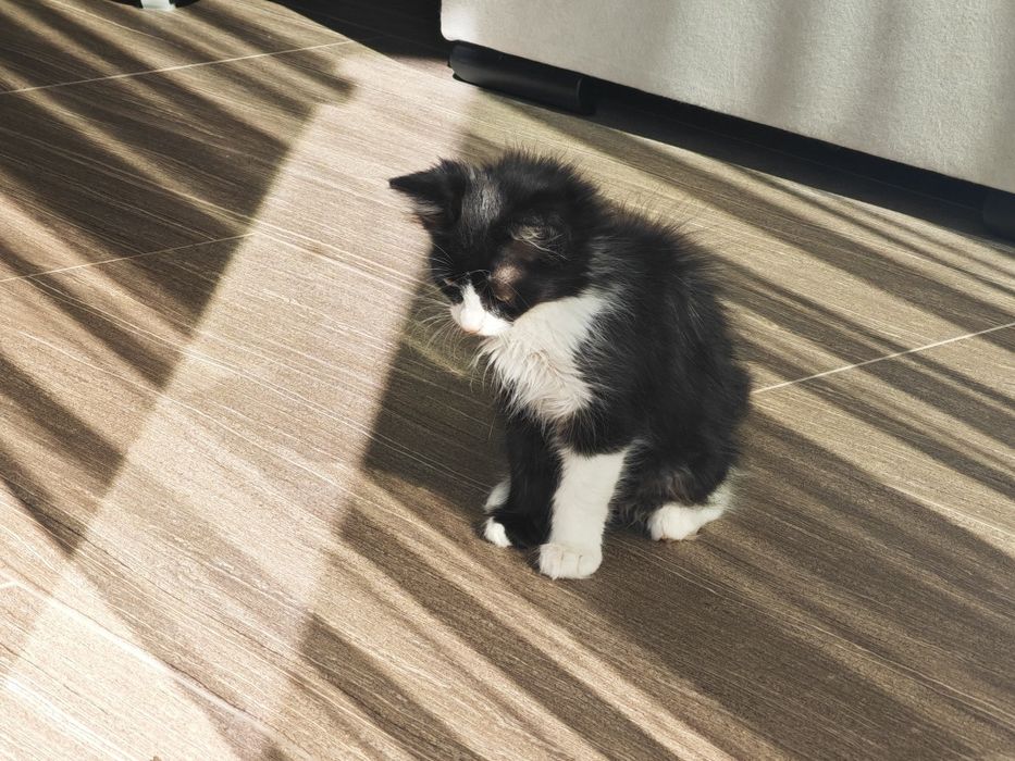 Pisicuța spre adopție