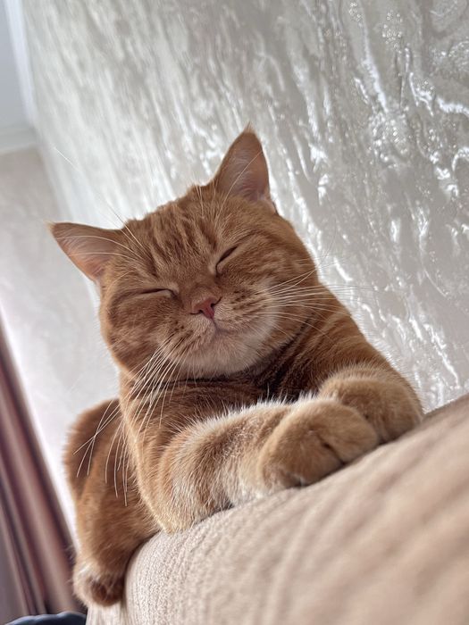 Британская короткошерстная кошка