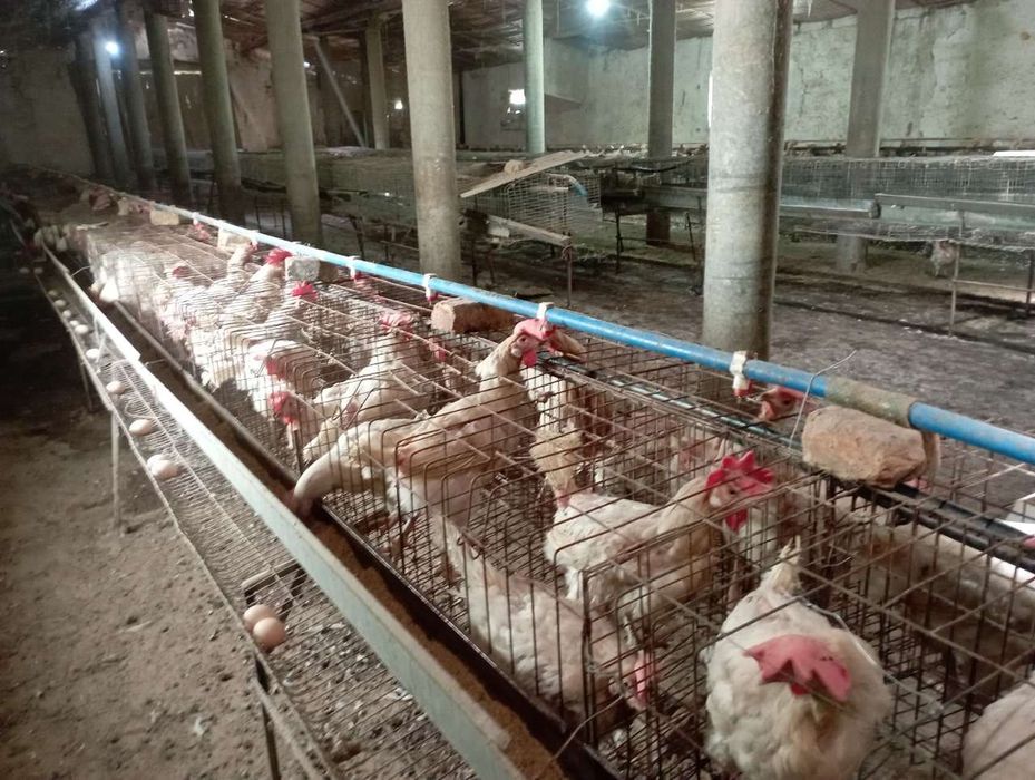 Tovuqlar qoraqoʻyli