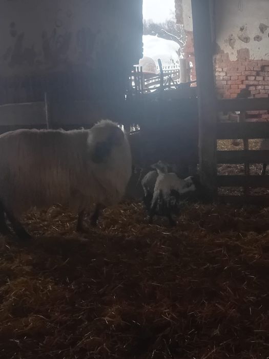 miei din doi  de vânzare