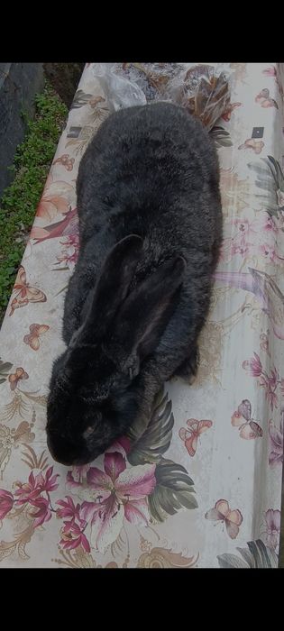 Femelă gestantă uriaș gri fier