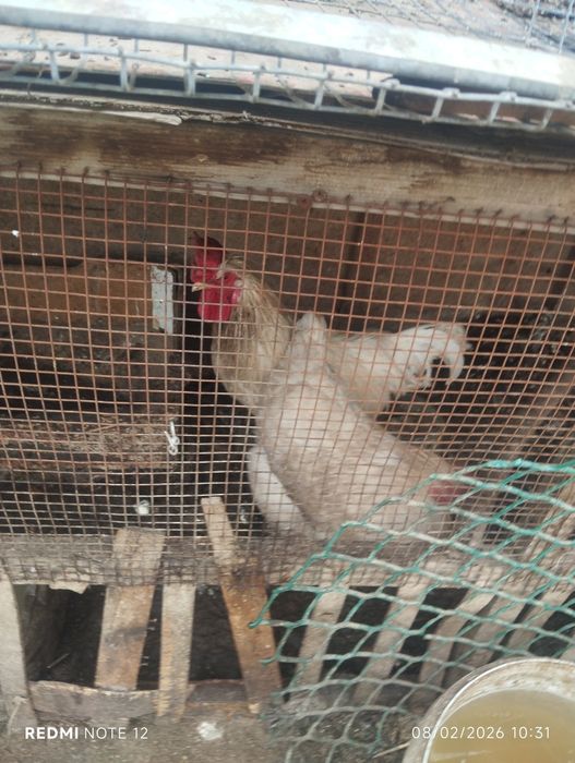 Xoʻroz sotiladi 500 min boʻlishi