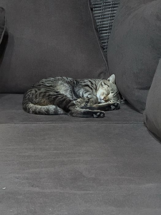 Отдам Кота в добрые руки