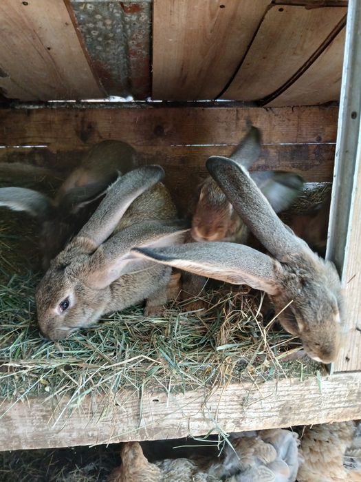 Vând iepuri uriaș german