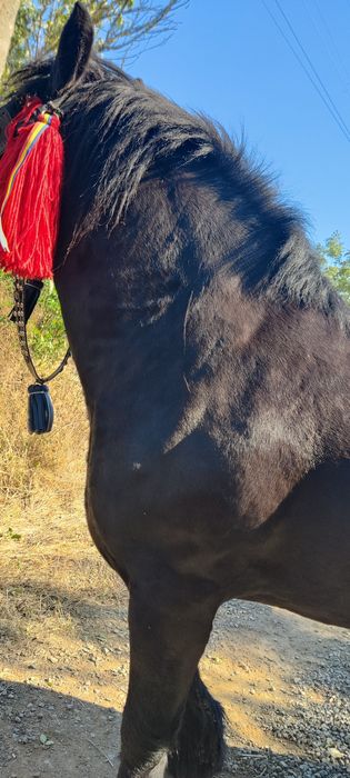 Vând iapă grea culoare neagră