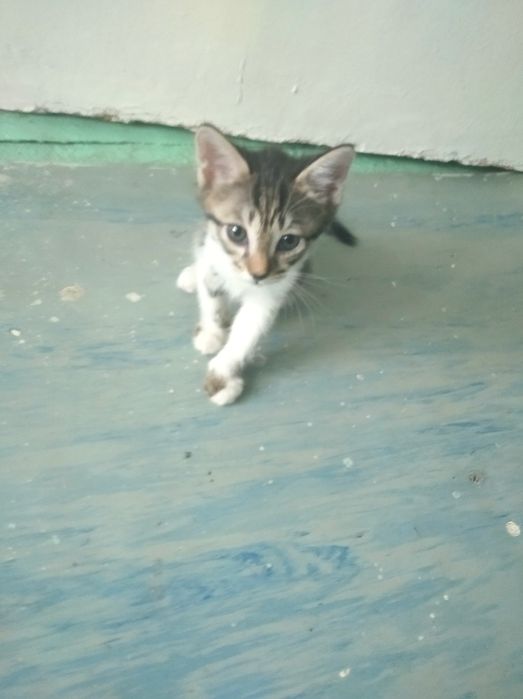 Отдам котят даром