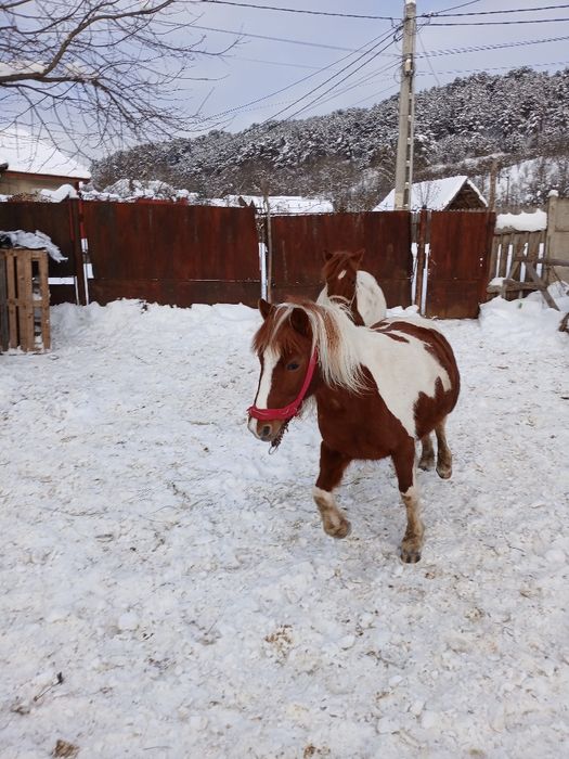 Iepe de ponei Pony , talie mare , tarcate , gestante