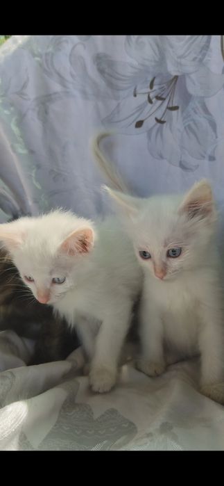 Отдам котят  в хорошие руки