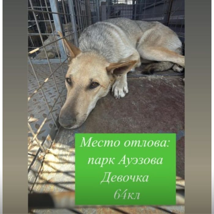 Собака в добрые руки