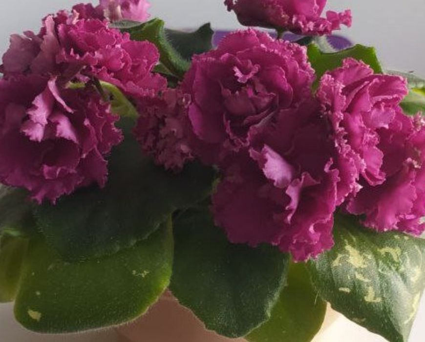 Сортовые фиалки и торф