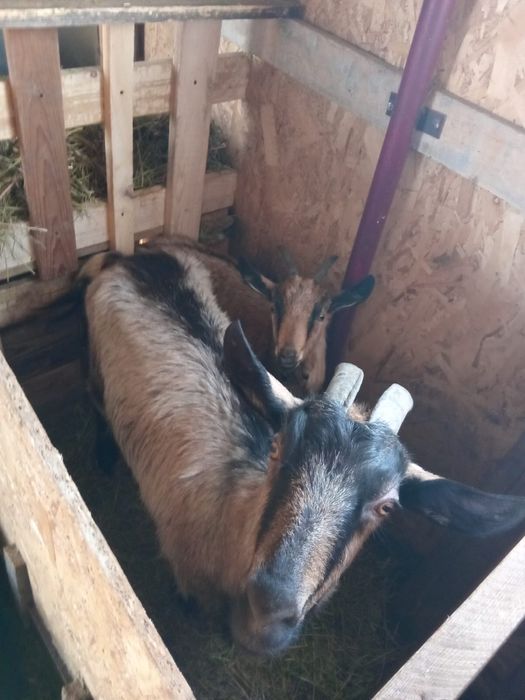 Capre de rasa 2 bucati