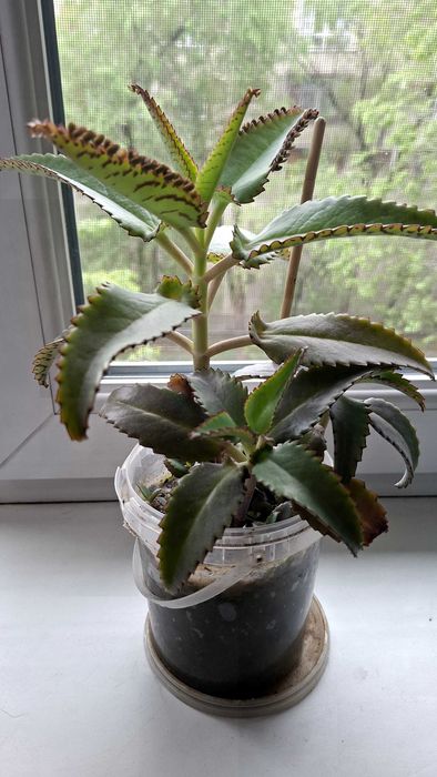 Лечебный цветок каланхоэ