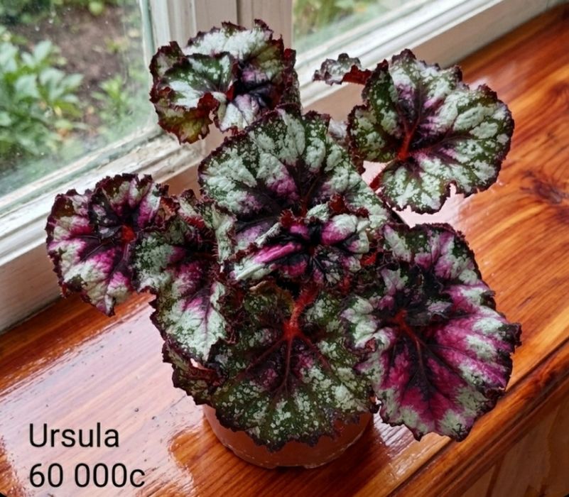 Бегонии сортовые.