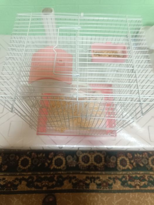 Продам хомека с клеткой