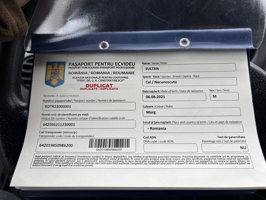 Vând câlan de 3 ani trapas