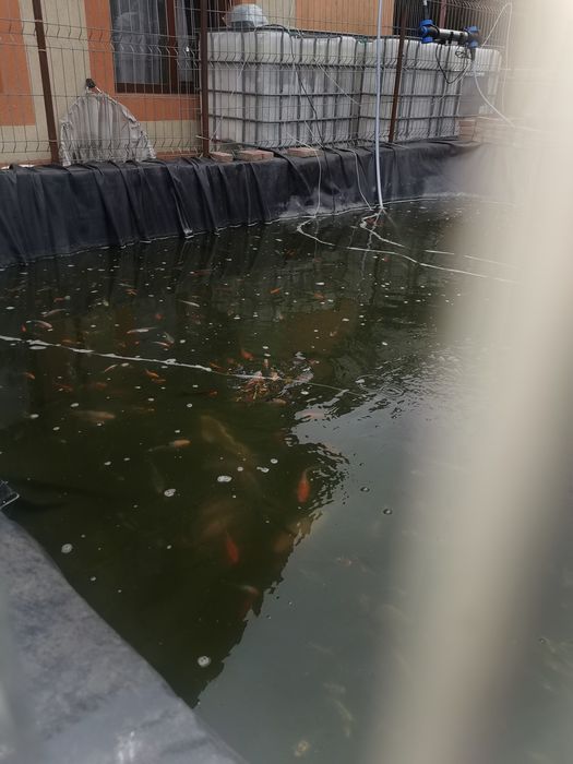 Crapi Koi . Barna • OLX.ro